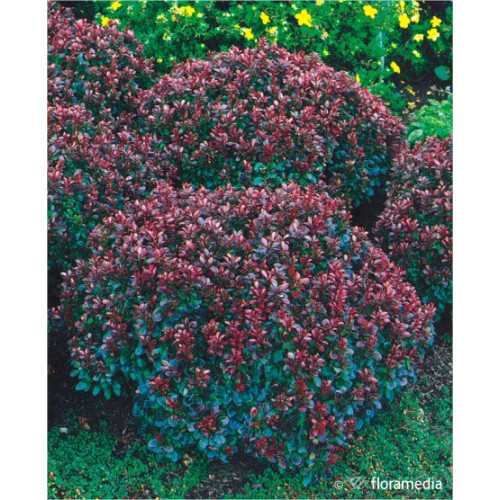 Berberis thunbergii 'Concorde'