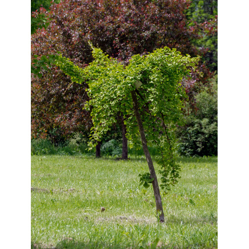 Ginkgo biloba 'Pendula'