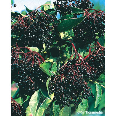 Sambucus nigra 'Madonna'