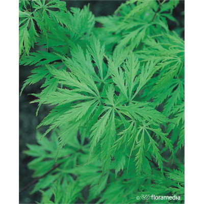 Acer palmatum 'Dissectum'