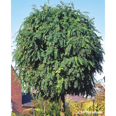 Robinia pseudoacacia 'Umbraculifera'