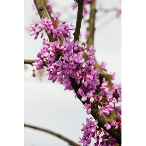 Cercis siliquastrum