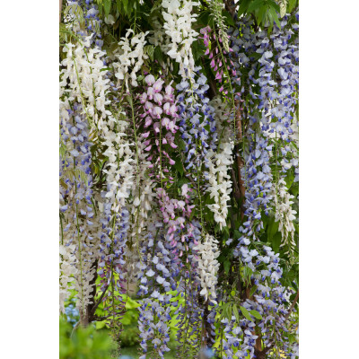 Wisteria sinensis