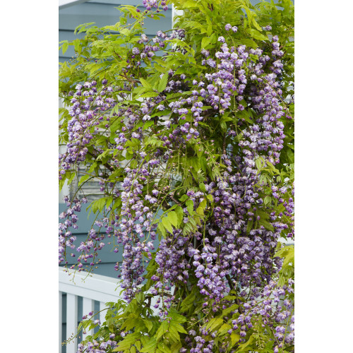 Wisteria sinensis