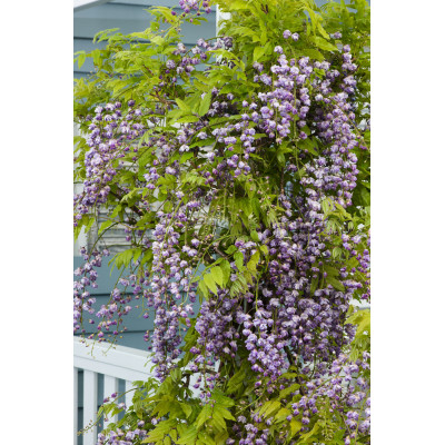 Wisteria sinensis