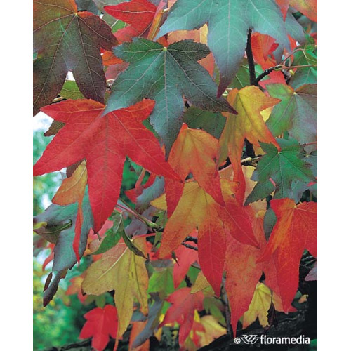 Liquidambar styraciflua 'Fastigata'