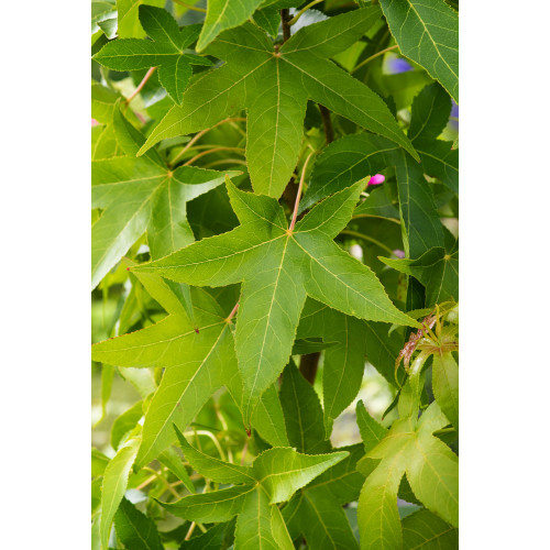 Liquidambar styraciflua 'Fastigata'