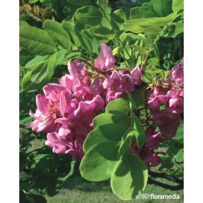 Robinia hispida 'Macrophylla'