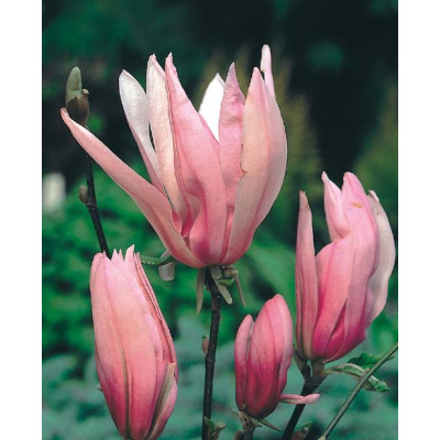 Magnolia 'Ricki'