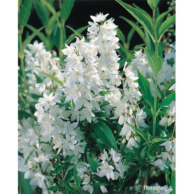 Deutzia gracilis 'Nikko'