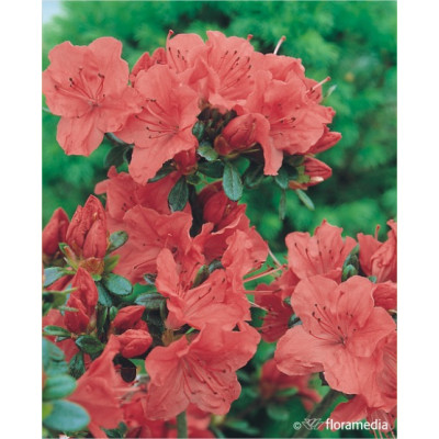 Azalea japonica 'Geisha Orange'