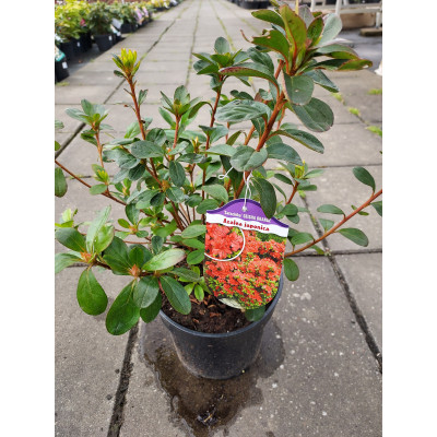 Azalea japonica 'Geisha Orange'