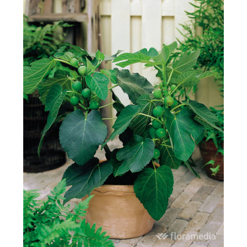 Ficus carica Bronholm