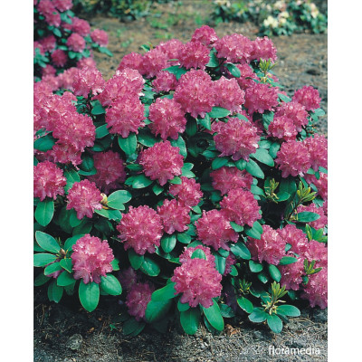 Azalea japonica 'Signalgluhen'