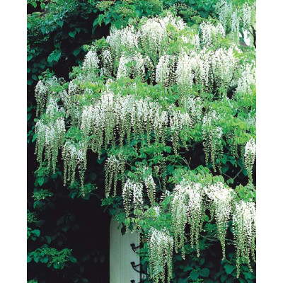 Wisteria floribunda 'Alba'