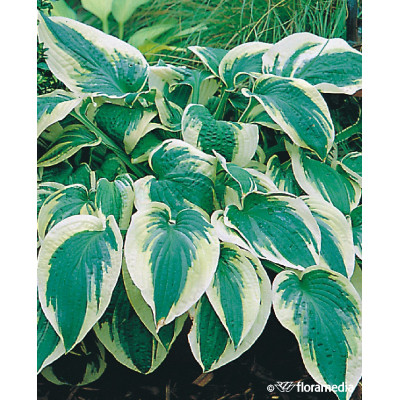 Hosta 'Wide Brim'