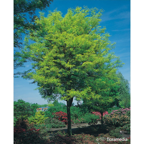 Gleditsia triacanthos 'Sunburst'
