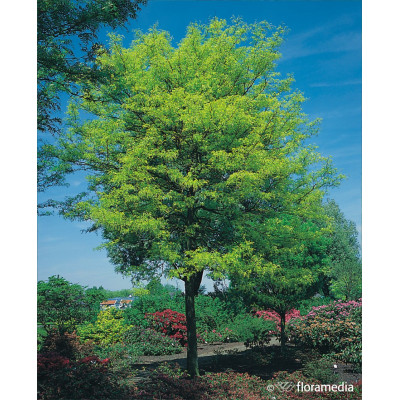 Gleditsia triacanthos 'Sunburst'