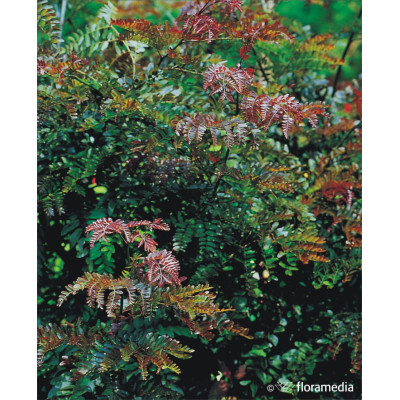 Gleditsia triacanthos 'Rubylace'