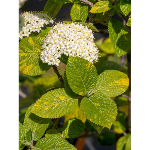 Viburnum lantana 'Aureovariegata'