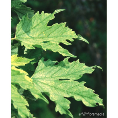 Acer pseudoplatanus 'Brilliantissimum'