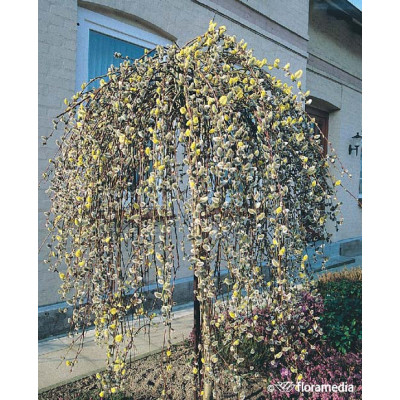 Salix caprea 'Kilmernock' (c. Pendula)