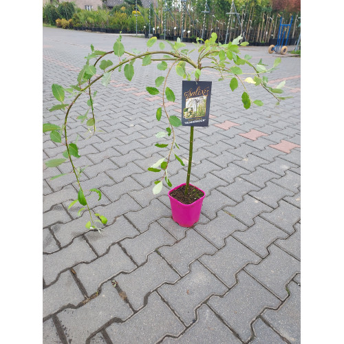 Salix caprea 'Kilmernock' (c. Pendula)