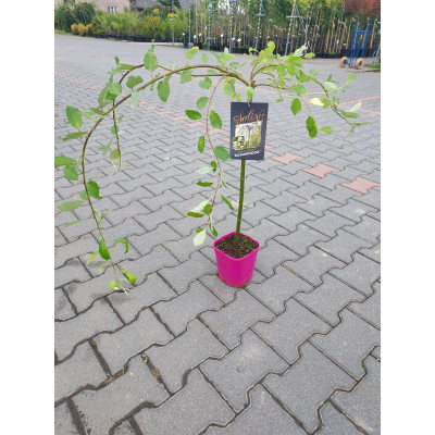 Salix caprea 'Kilmernock' (c. Pendula)