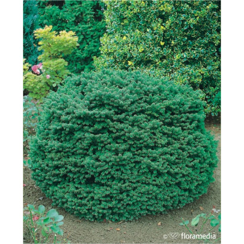 Abies balsamea 'Nana'