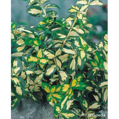 Euonymus fortunei 'Interbolwi'