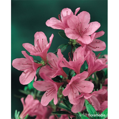 Azalea japonica 'Madam van Hecke' pa