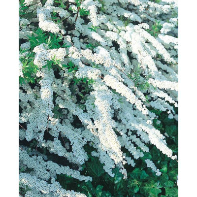 Spirea x cinerea 'Grefsheim'