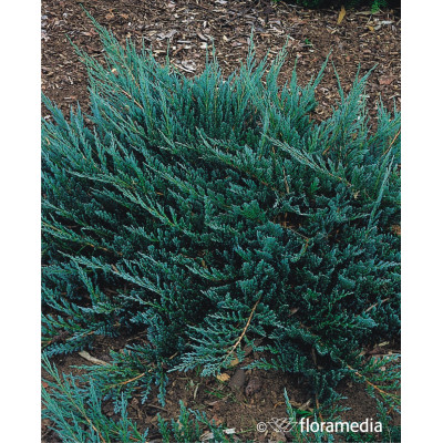Juniperus horizontalis 'Blue Chip'