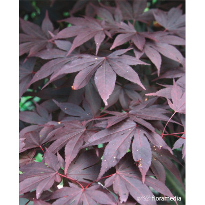Acer palmatum 'Bloodgood'
