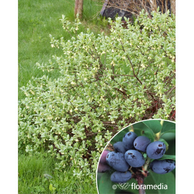 Lonicera kamtschatica Vostrong