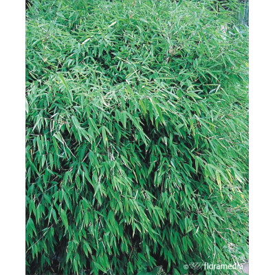 Fargesia murieliae 'Rufa'