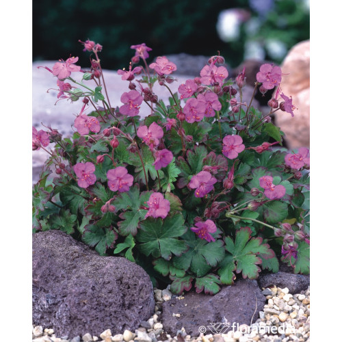 Geranium cantabrigense 'Karmina'
