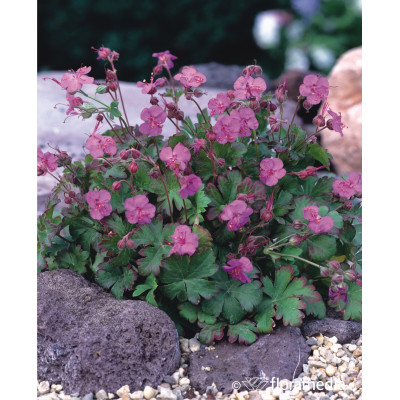 Geranium cantabrigense 'Karmina'