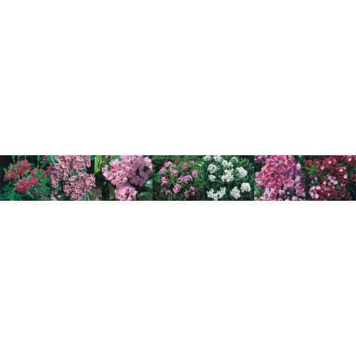 Kalmia polifolia 'Newfoundlad'