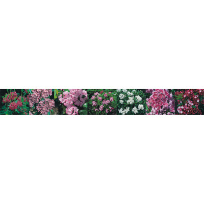 Kalmia polifolia 'Newfoundlad'