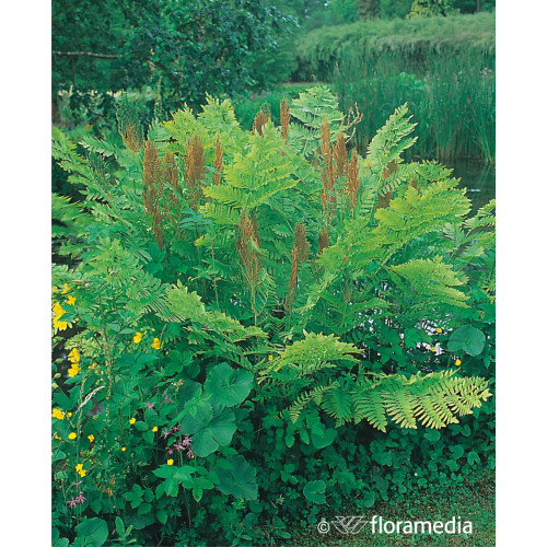 Osmunda regalis
