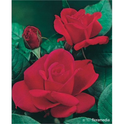Rosa TH 'Hanne'