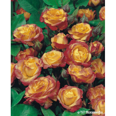 Rosa floribunda 'Rumba'
