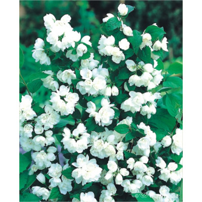 Philadelphus lemoine 'Virginal'