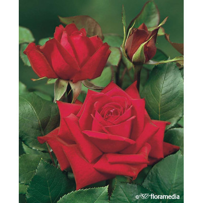 Rosa floribunda 'Anna'