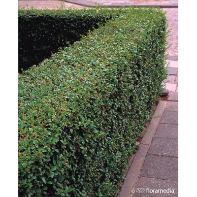 Ligustrum ovalifolium