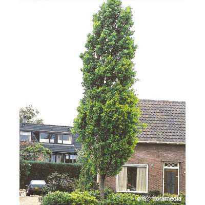 Quercus robur 'Fastigiata'