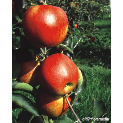 Malus domestica 'Jonagold'