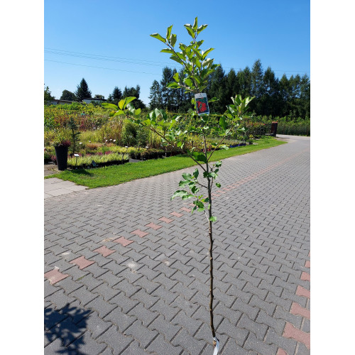 Malus domestica 'Jonagold'