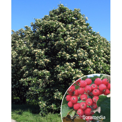 Sorbus intermedia szwedzki